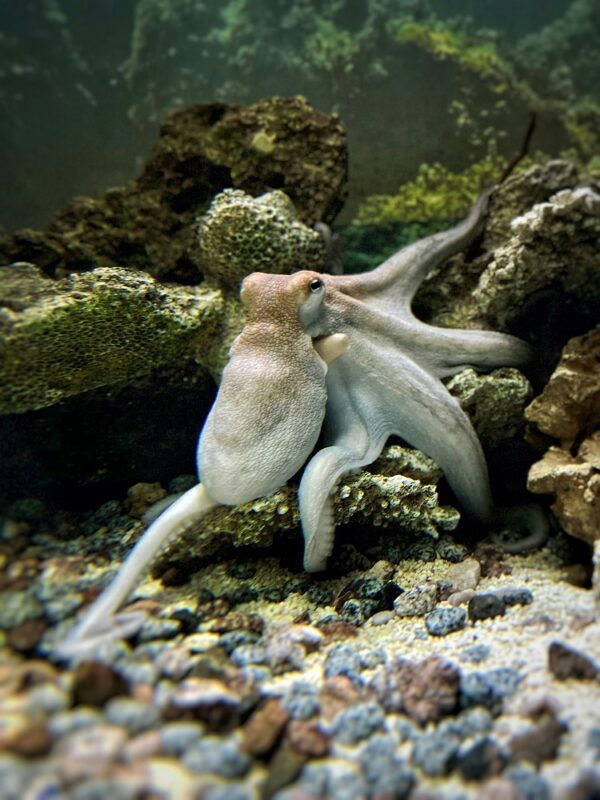 MM octopus